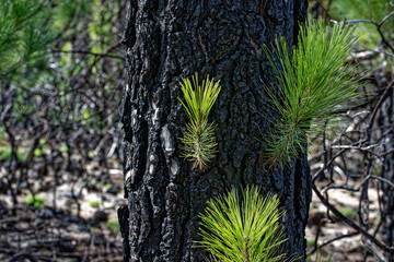 La Palma - Frisches Grün nach Brand