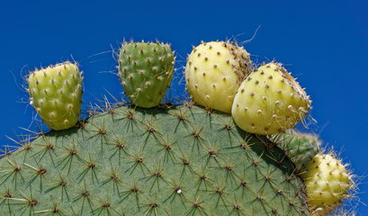La Palma - Opuntie mit Früchten