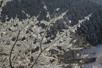 Winter snow mountain forest landscape. Snow covered trees on winter snow mountains. 
