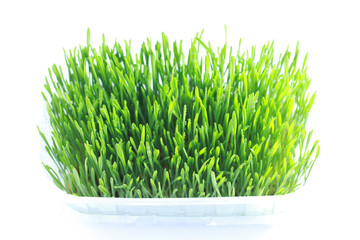 sprouted green wheat white background