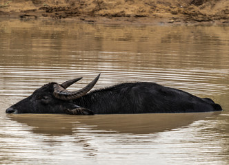 Sri Lanka - Yale NP - Wild Buffalo © SRSImages
