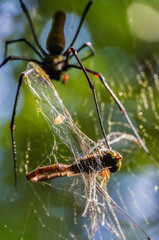 A large northern golden orb weaver or giant golden orb weaver spider is eating his prey. Nephila pilipes typically found in Asia and Australia, kakadu national park