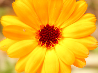 Preparations made on the basis of Calendula have a calming effect on the central nervous system, reduce reflex excitability, have a bactericidal effect against a number of pathogens.