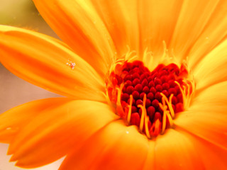 The heart of a blooming calendula flower in the shape of a heart shows the friendly effect of the...