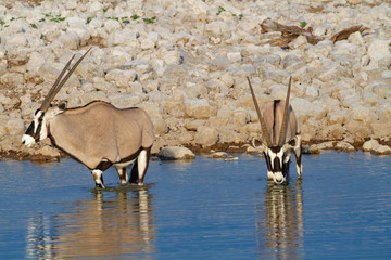 gemsbok oryx namibia deserts and nature in national parks