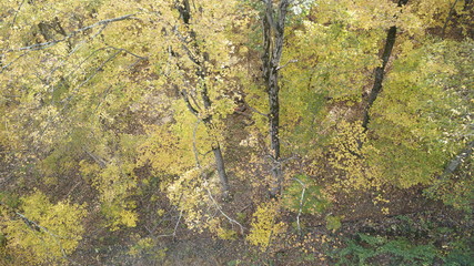 fall