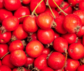 Red hawthorn berries as background