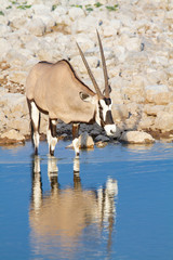 gemsbok oryx namibia deserts and nature in national parks