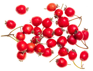 Naklejka na ściany i meble Red hawthorn berries on a white background