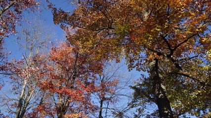 Fototapeta premium fall