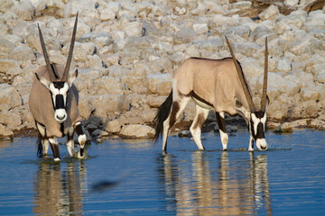gemsbok oryx namibia deserts and nature in national parks