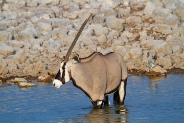 gemsbok national park namibia africa