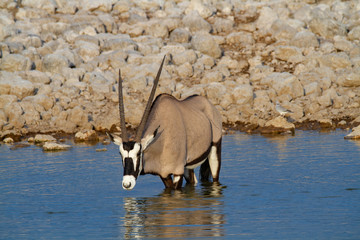 gemsbok national park namibia africa