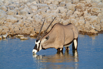 gemsbok national park namibia africa