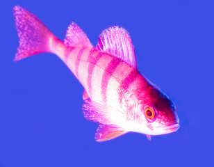 Pink fish perch isolated on blue background