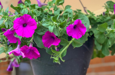 Purple petunia