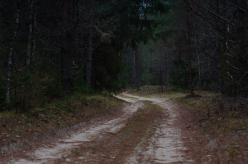 road in the forest