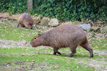 Capybaras