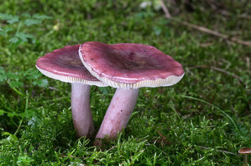 Russula queletii in the young spruce forest. Also known as the gooseberry russula. Inedible mushroom.