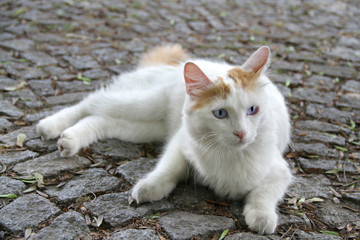 Türkisch Van Katze liegt auf Straßenpflaster