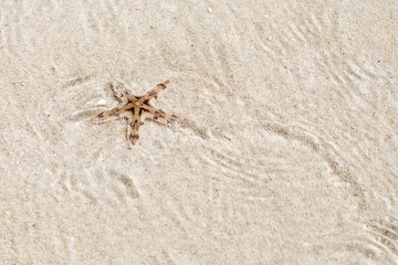 Starfish