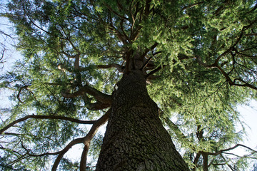 Naklejka premium Fir tree stem, pine forest and sun beam.
