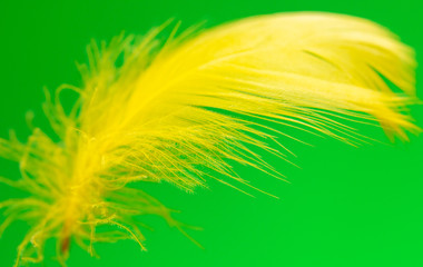 Yellow feather isolated on green background