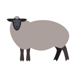 Sheep flat illustration on white