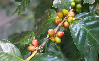 Red Ripe coffee seed and tree