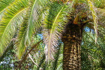 Fototapeta premium Palm trees in the park. Subtropical climate