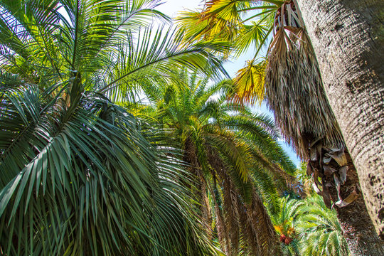 Palm trees in the park. Subtropical climate © schankz