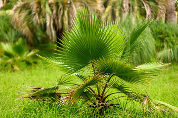 Palm trees in the park. Subtropical climate