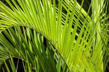 Palm trees in the park. Subtropical climate