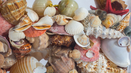 sea shells of different colors