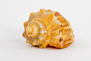 sea shell on white background close up