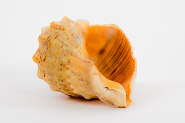 sea shell on white background close up