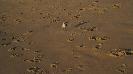 seagull in the sand