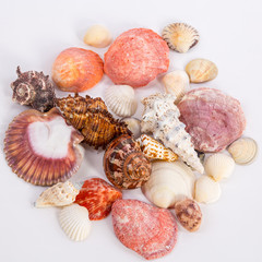sea shells of different colors