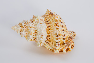 sea shell on white background