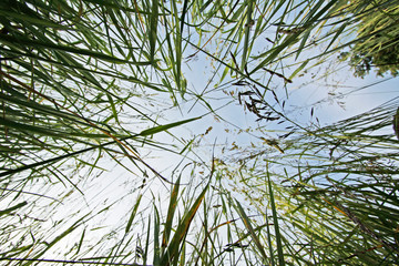 gras von unten