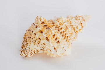 sea shell on white background