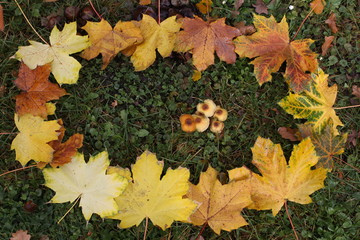 blätterrahmen mit pilzen