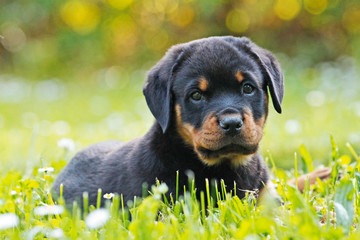 Rottweiler Welpe Puppy liegt im Gras