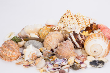 Obraz na płótnie Canvas sea shells of different colors