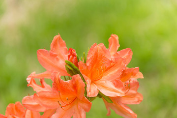 Obraz premium レンゲツツジ