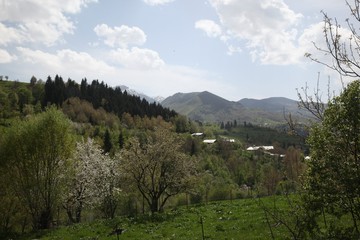 Green grain fields and blue sky with clouds.savsat/artvin/turkey