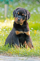 Rottweiler Welpe sitzt im Gras