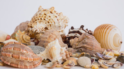 sea shells of different colors