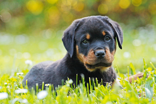 Rottweiler Welpe Puppy liegt im Gras