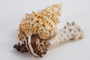 three sea shells on a white background